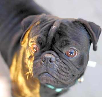 Photo of Lucky