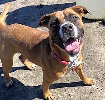 Photo of 2502-0366 Daisy Mae (Off Site Foster)