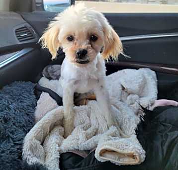 Photo of Grover