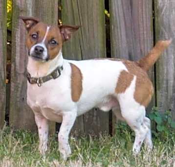 Photo of Benji in Belton