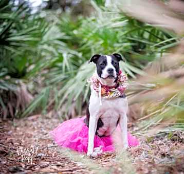 Photo of Daisy