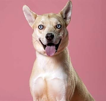 Photo of SPICE