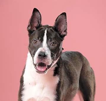Photo of PEPPER