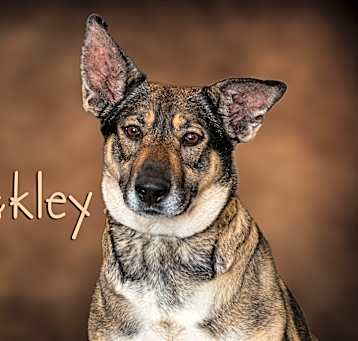 Photo of Oakley