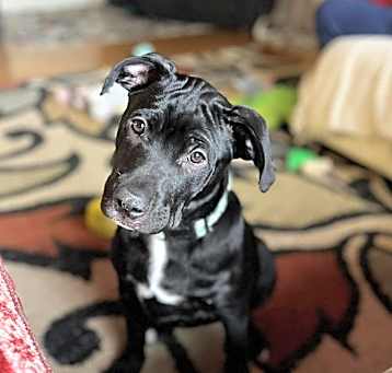 Photo of Ivy