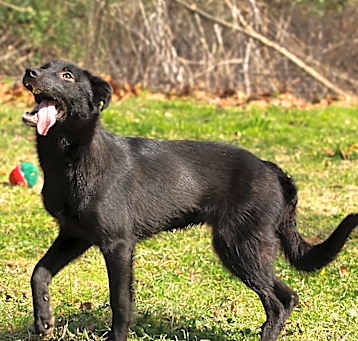 Photo of Dixie