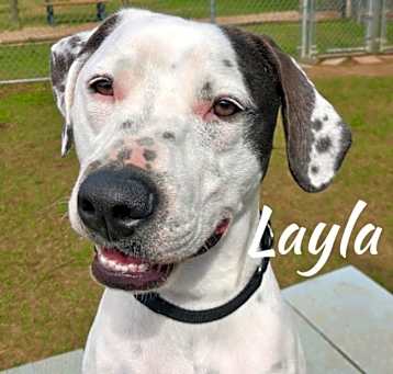 Photo of Layla