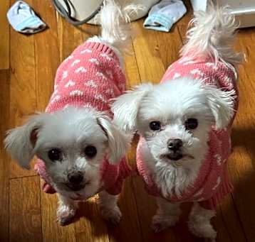 Photo of Nala and Bela (Bonded Pair)