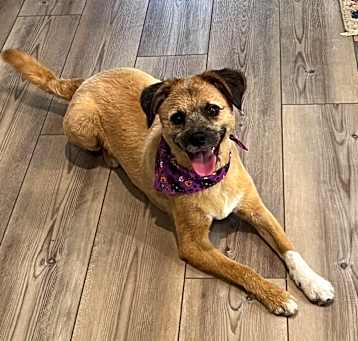 Photo of Tilly