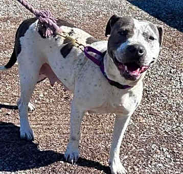 Photo of Layla: At the shelter-Sponsored