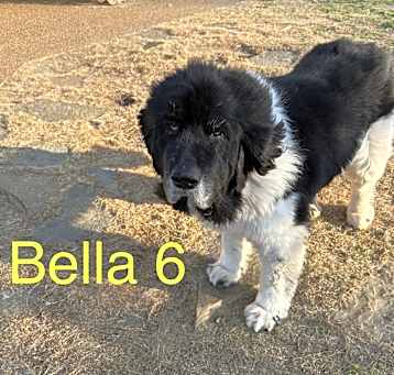 Photo of Bella 6