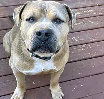 Photo of Dozer