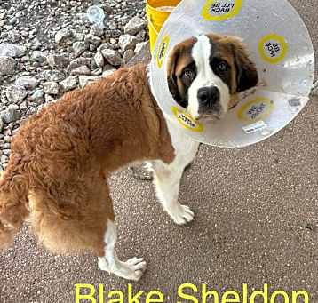 Photo of Blake Shelton