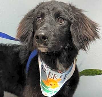 Photo of Gidget Joy (aka Gigi)
