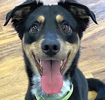 Photo of Max