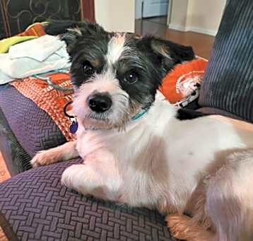 Photo of Chester