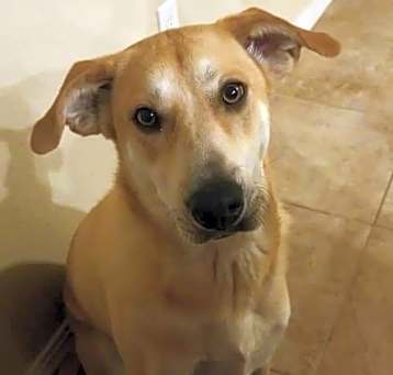 Photo of Penny