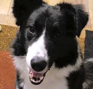 Photo of Beau"I've Been Adopted"