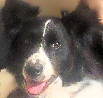 Photo of Murphy "I've Been Adopted"