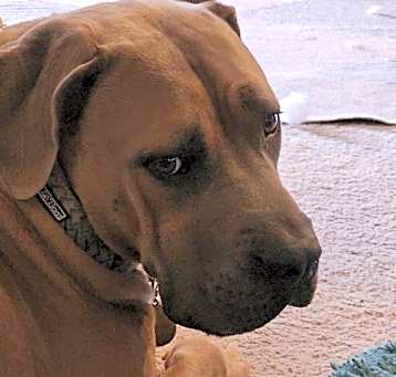 Photo of ZEUS #17
