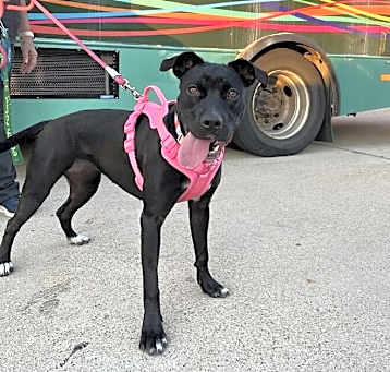 Photo of CoCo