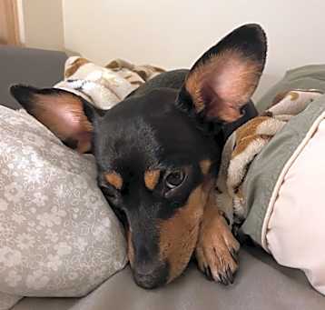 Photo of Roxie