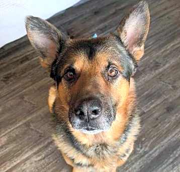 Photo of Archie
