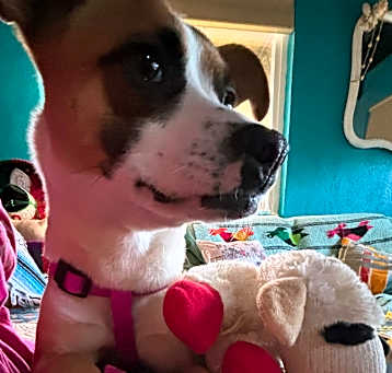 Photo of Roxanne
