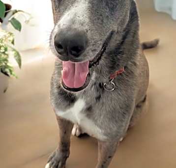Photo of Callie