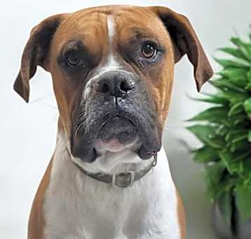 Photo of Thor