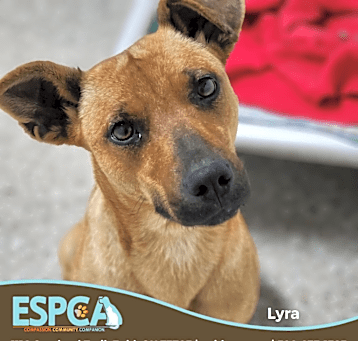 Photo of Lyra