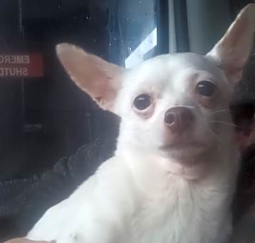 Photo of Franny