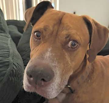 Photo of Hilo