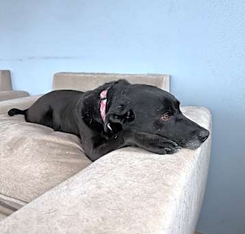 Photo of Athena (Bonded with Venus)