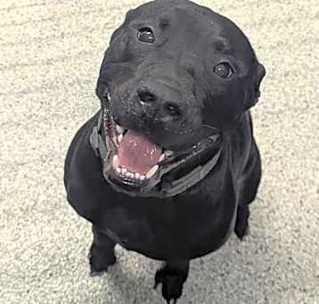 Photo of ONYX ★ Available NOW - ADOPTION or RESCUE!