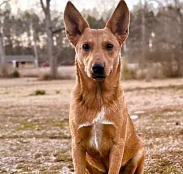 Photo of Dewey