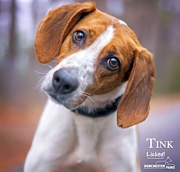 Photo of Tinker