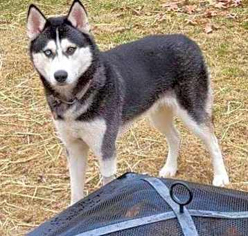 Photo of Loki