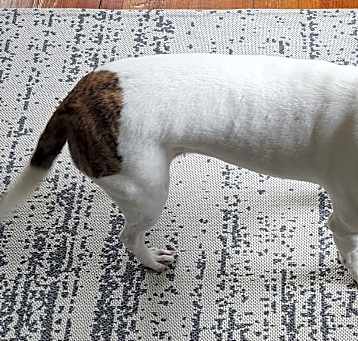 Photo of Penelope