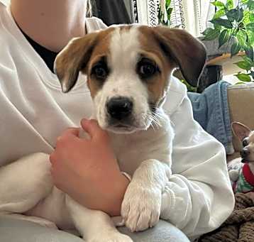 Photo of Ember
