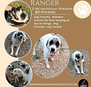 Photo of Ranger