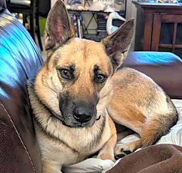 Photo of Sheeba 3108