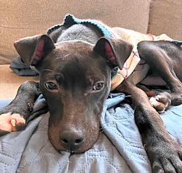 Photo of Prancer