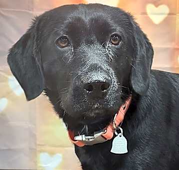 Photo of Gracie