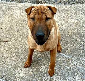 Photo of Barkley