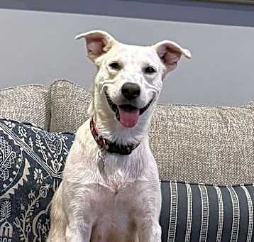 Photo of Willow