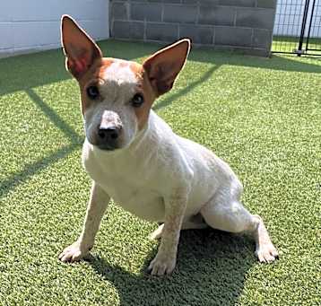 Photo of Petunia