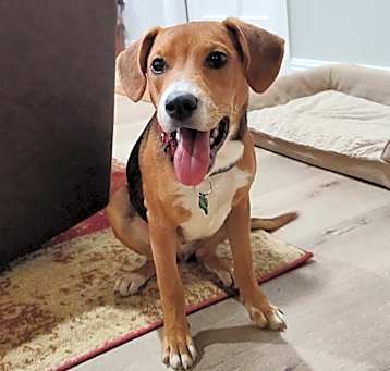 Photo of Ollie