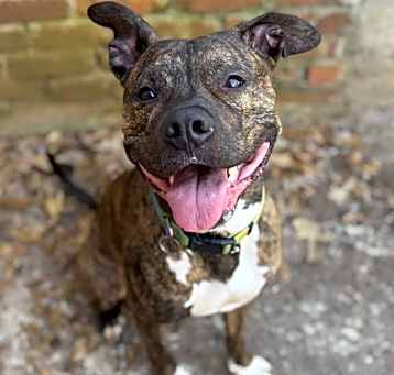 Photo of Andre. Needs foster or adopter