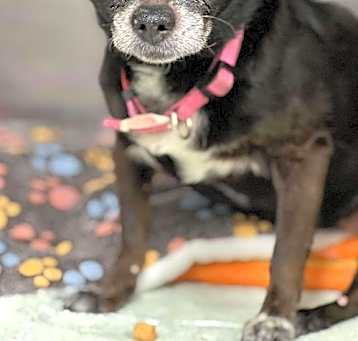 Photo of **Zulu TX